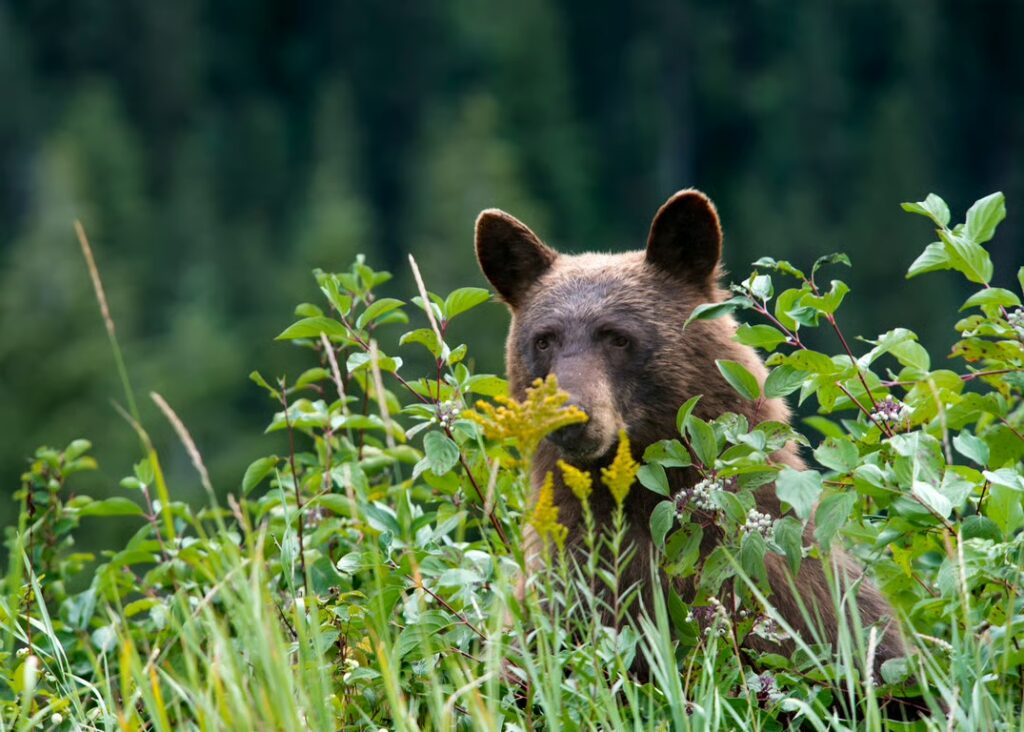 Brown bear peeking through tall grasses in the summer.